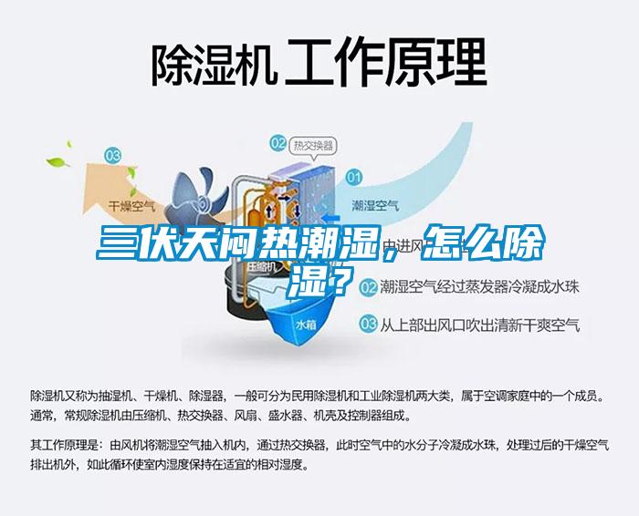 三伏天悶熱潮濕，怎麽除濕？