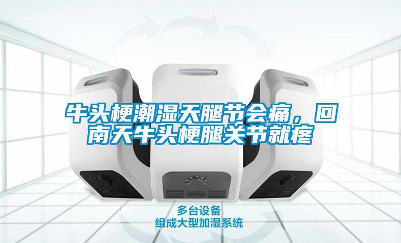 牛頭梗潮濕天腿節會痛，回南天牛頭梗腿關節就疼